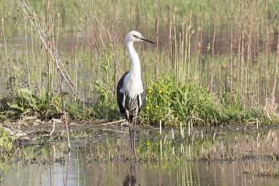 White-necked Heron (Ardea pacifica)