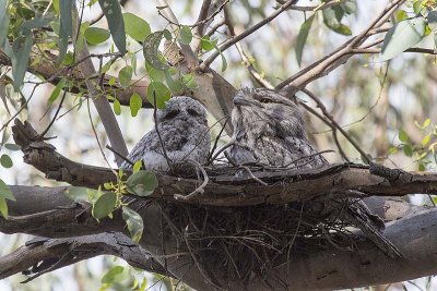 Tawny Frogmouth (Podargus strigoides) -- infant with adult