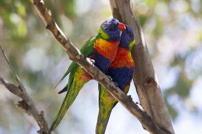 Rainbow Lorikeet (Trichoglossus haematodus)