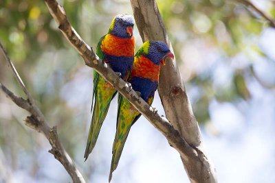 Rainbow Lorikeet (Trichoglossus haematodus)