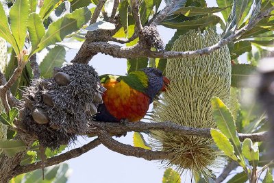 Rainbow Lorikeet (Trichoglossus haematodus)