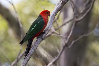 King Parrot (Alisterus scapularis) -- male
