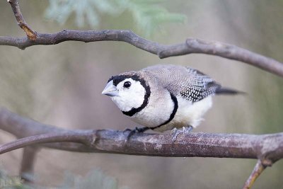 Double Barred Finch (Poephila bichenovii)