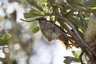Little Wattlebird (Anthochaera chrysoptera)