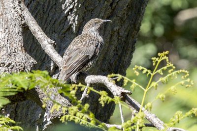 Little Wattlebird (Anthochaera chrysoptera)