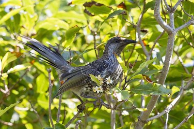 Little Wattlebird (Anthochaera chrysoptera)