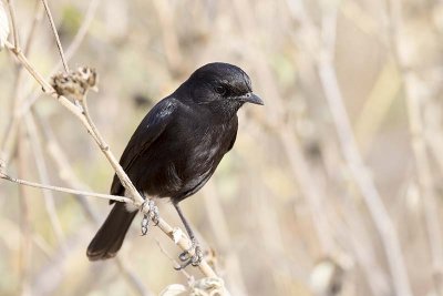 Pied Bushchat (Saxicola caprata)