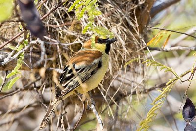 Plain-backed Sparrow (Passer flaveolus)