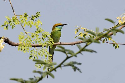 Green Bee-eater (Merops orientalis)