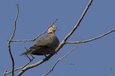 Eurasian Collared Dove (Streptopelia decaocto)