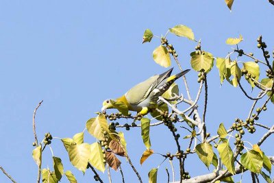 Yellow-footed Green Pigeon (Treron phoenicoptera)