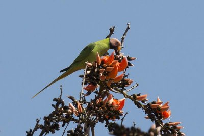 Blossom-headed Parakeet (Psittacula roseata)