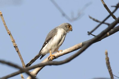 White-rumped Falcon (Polihierax insignis)