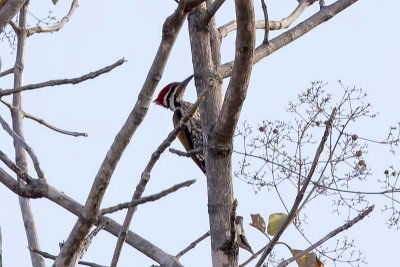 Himalayan Flameback Woodpecker (Dinopium shorii)