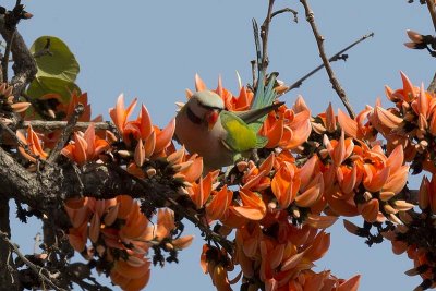 Red-breasted Parakeet (Psittacula alexandri)