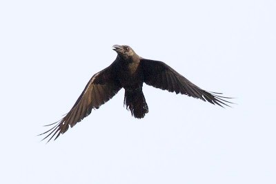 House Crow (Corvus splendens)
