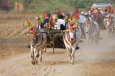 Bullock cart procession