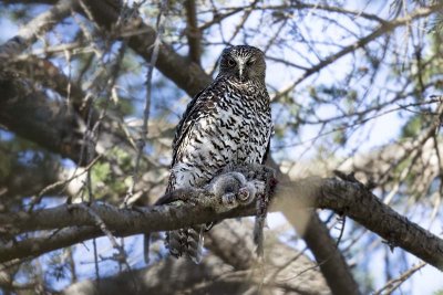 Powerful Owl (Ninox strenua)