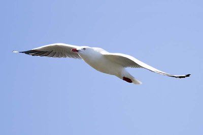 Silver Gull (Chroicocephalus novahollandiae)