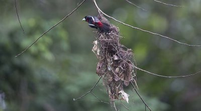 Black-and-red Broadbill (Cymbirhyncus macrorhynchus) -- building a nest