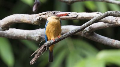 Stork-billed Kingfisher (Halcyon capensis)