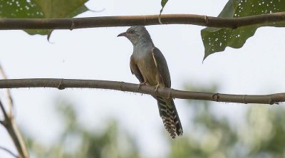 Plaintive Cuckoo (Cacomantis merulinus) -- male