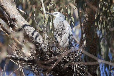 White-faced Heron (Egretta novahollandiae) with nest