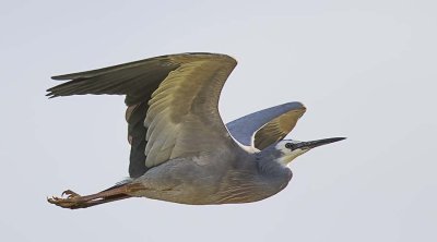 White-faced Heron (Egretta novahollandiae)