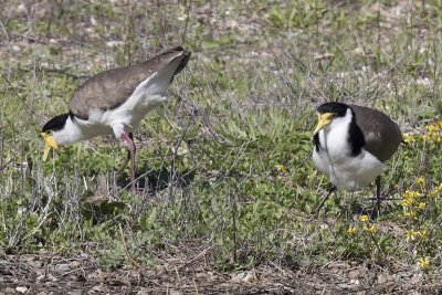Masked Lapwings (Vanellus miles) -- the right hand bird is standing over two eggs