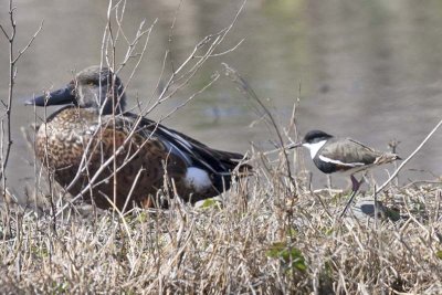 Red-kneed Dotterel (Erythrogonys cinctus), behind an Australasian Shoveler