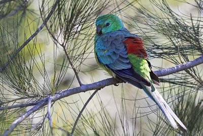 Red-rumped Parrot (Psephotus haematonotus) -- male