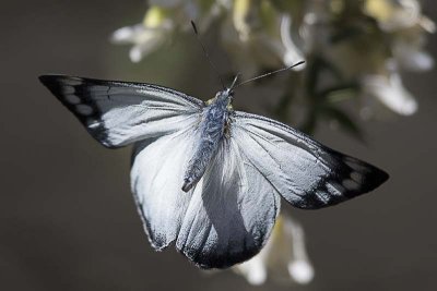Imperial White (Delias harpalyce) -- in flight