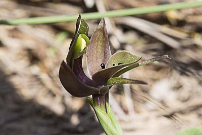 Large Bird Orchid (Chiloglottis valida)
