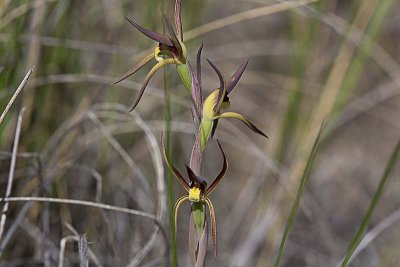Brown Beaks (Lyperanthus suaveolens)