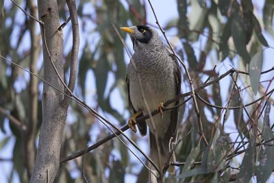 Noisy Miner (Manorina melanocephala)