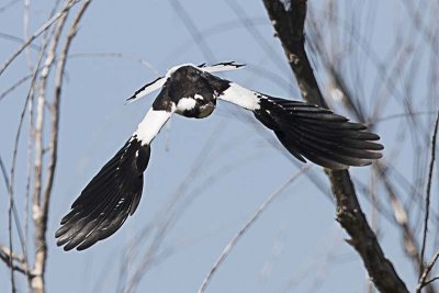 Magpie Lark (Grallina cyanoleuca) -- male