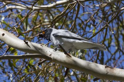 Black-faced Cuckoo-shrike (Coracina novaehollandiae)