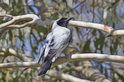 Black-faced Cuckoo-shrike (Coracina novaehollandiae)