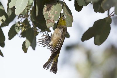 Silvereye (Zosterops lateralis) -- about to eat a lerp (crystallized honeydew of a larva of a psyllid bug)