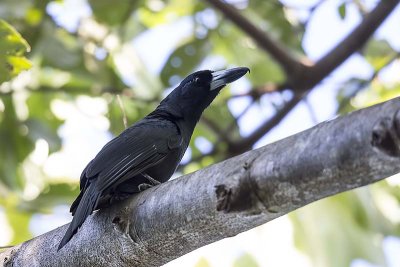 Black Butcherbird (Cracticus quoyi)