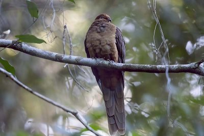 Brown Cuckoo-dove (Macropygia amboinensis)