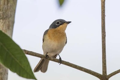 Leaden Flycatcher (Myiagra rubecula) -- female