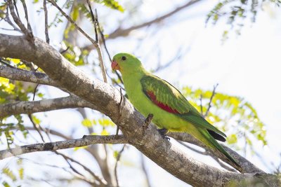 Red-winged Parrot (Aprosmictus erythropterus) -- female