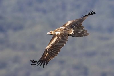 Wedge-tailed Eagle (Aquila audax)