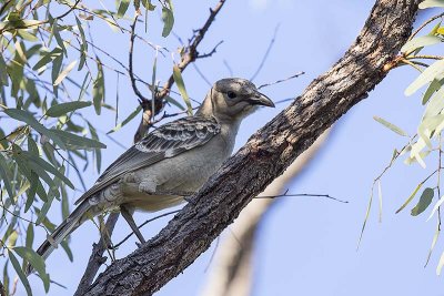 Great Bowerbird (Chlamydera nuchalis)