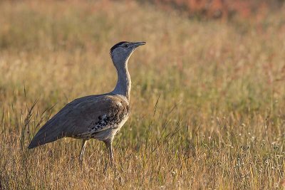 Australian Bustard (Ardeotis australis)