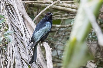 Spangled Drongo (Dicrurus hottentottus)