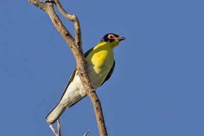 Figbird (Sphecotheres viridis)