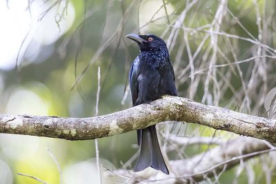 Spangled Drongo (Dicrurus hottentottus)