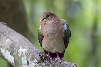 Pacific Emerald Dove (Chalcophaps longirostris) - male
